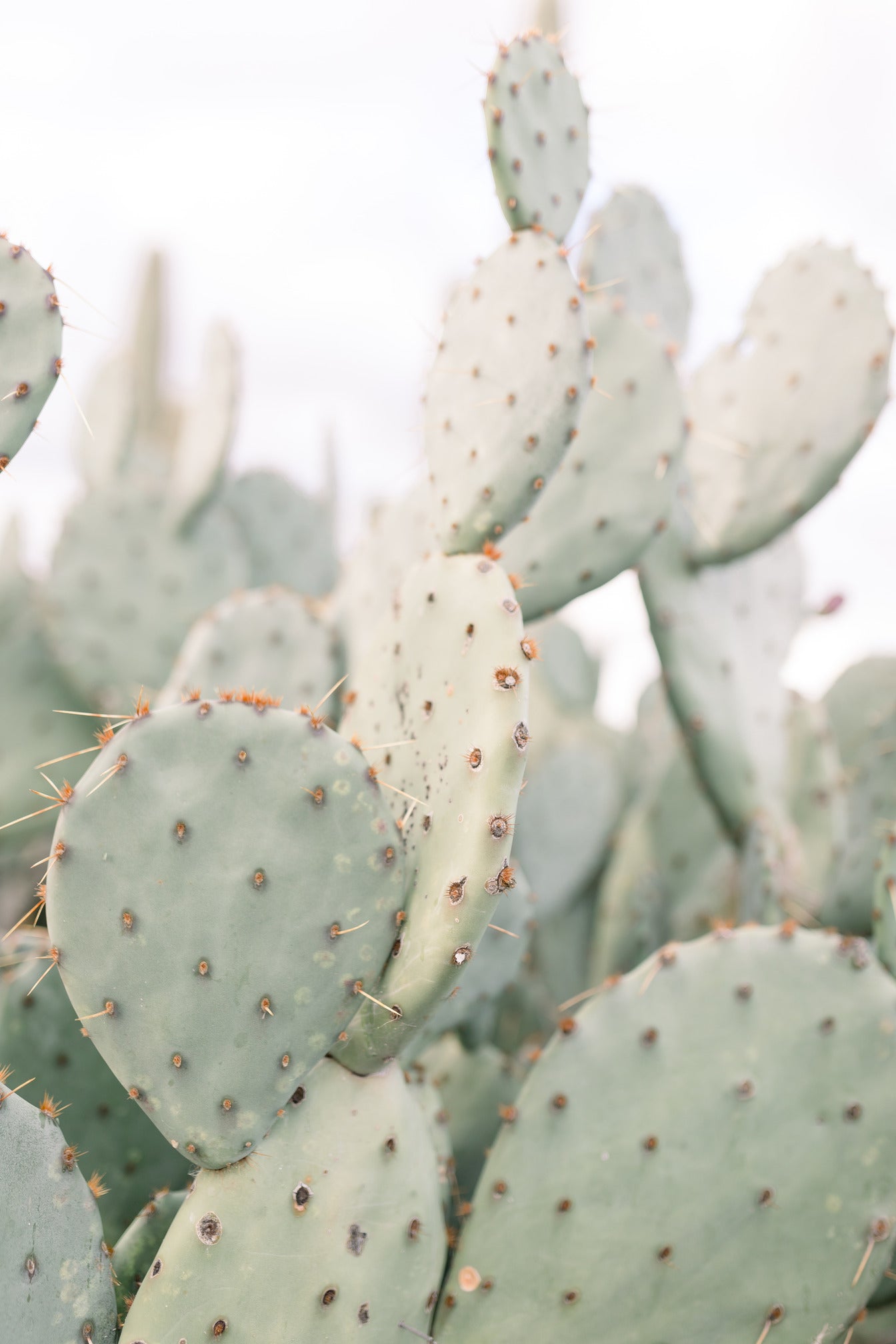 Cactus I