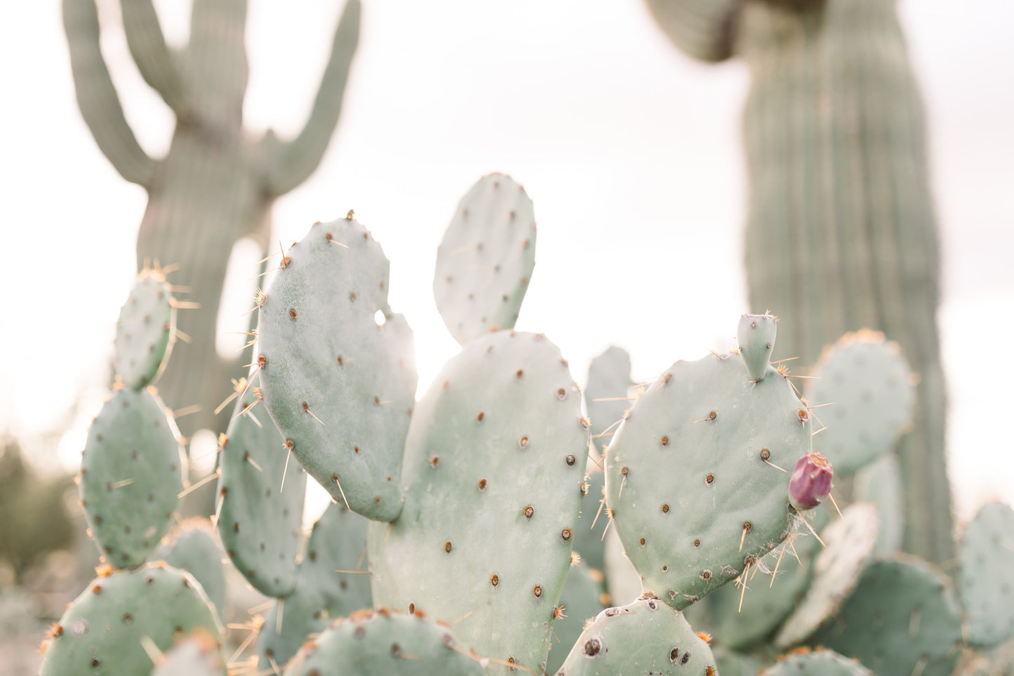 Cactus II