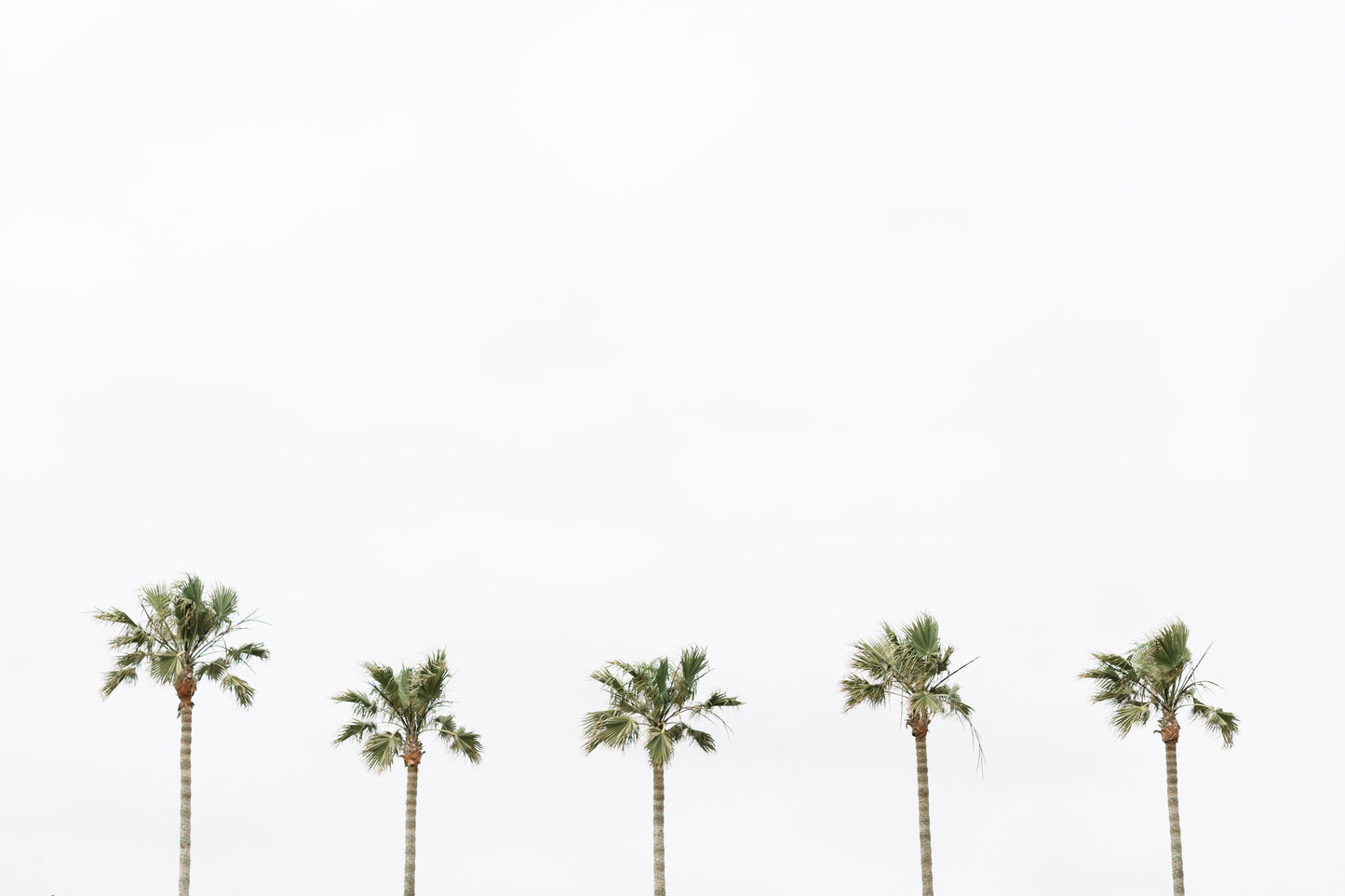 Palm