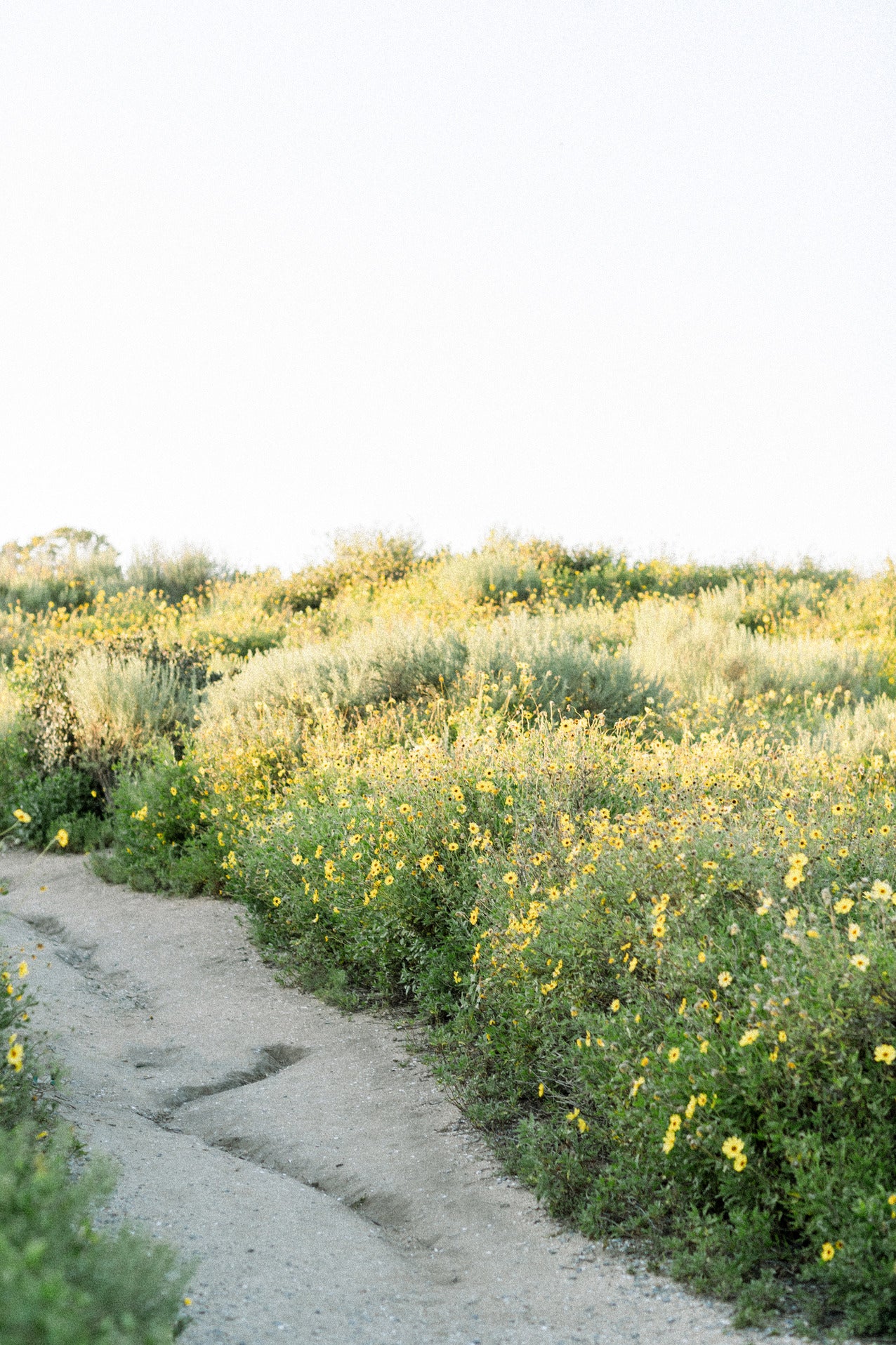 Path II