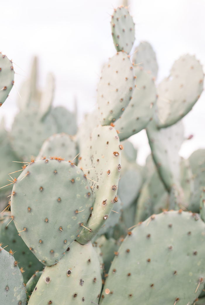 Found Photography fine art print of a cactus