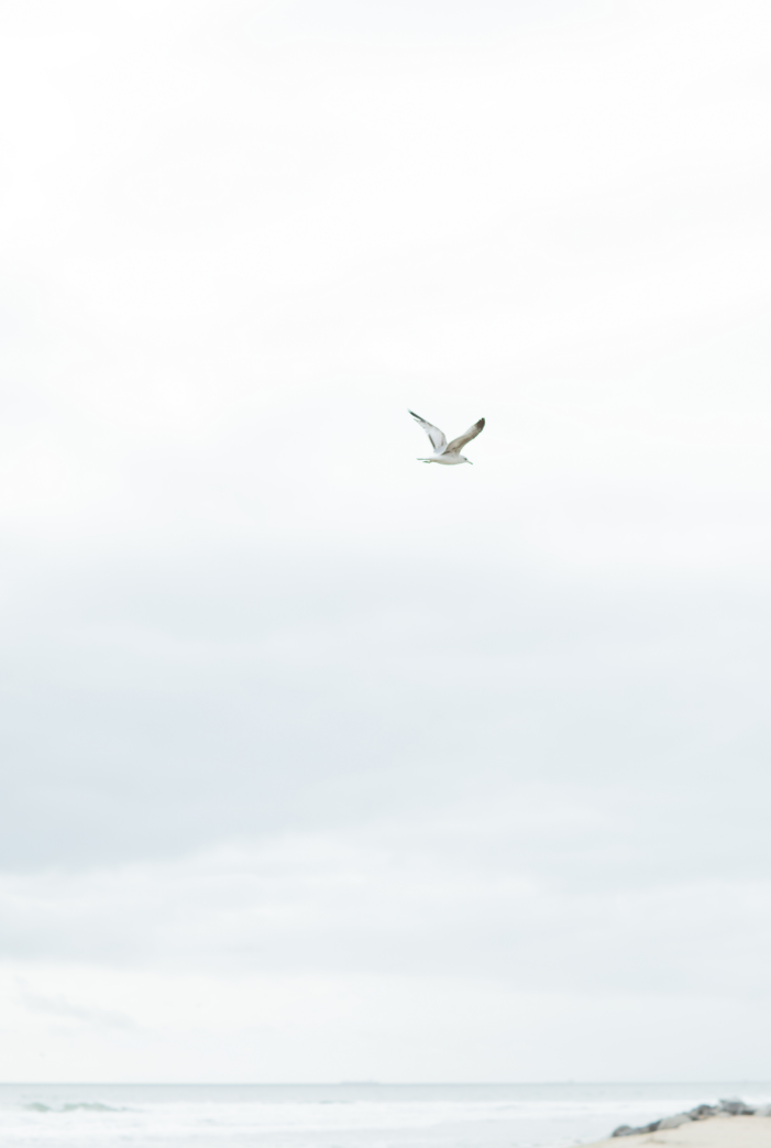 Found Photography fine art print of a solo seagull flying over the water